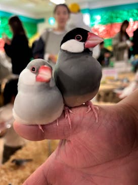 いきもの探検隊湘南に投稿された画像（2025/2/25）