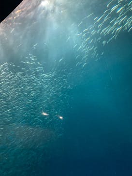 名古屋港水族館に投稿された画像（2025/2/25）