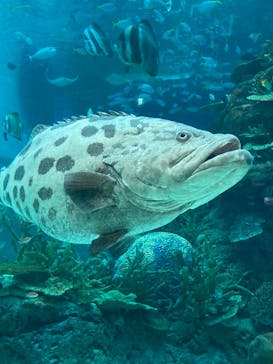 名古屋港水族館に投稿された画像（2025/2/25）