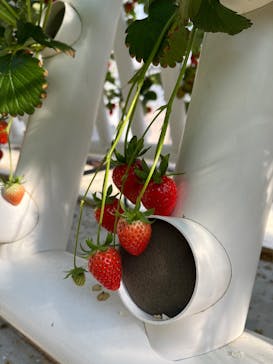 マザー牧場に投稿された画像（2025/2/25）