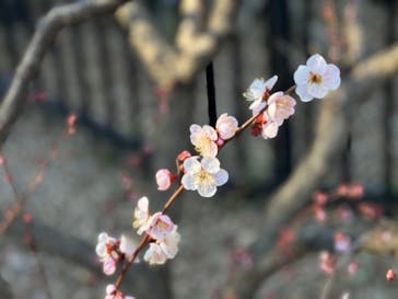 偕楽園本園に投稿された画像（2025/2/25）