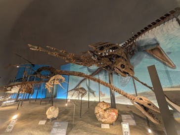 福井県立恐竜博物館に投稿された画像（2025/2/25）