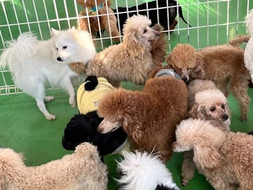 つくばわんわんランドに投稿された画像（2025/2/25）