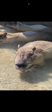 神戸どうぶつ王国に投稿された画像（2025/2/25）