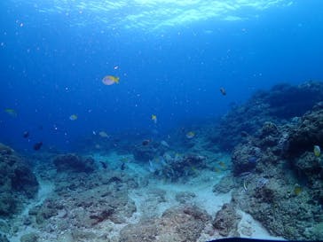 ダイブロックに投稿された画像（2025/2/25）