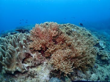 ダイブロックに投稿された画像（2025/2/25）