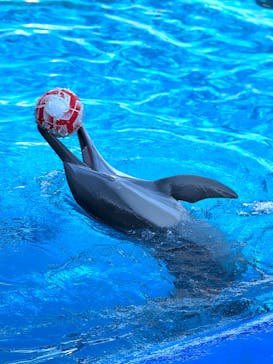 大分マリーンパレス水族館 「うみたまご」に投稿された画像（2025/2/25）