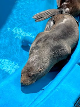 大分マリーンパレス水族館 「うみたまご」に投稿された画像（2025/2/25）