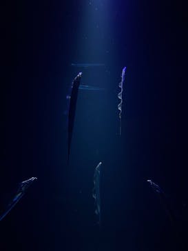 大分マリーンパレス水族館 「うみたまご」に投稿された画像（2025/2/25）