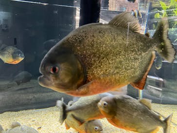 カワスイ 川崎⽔族館に投稿された画像（2025/2/25）