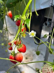 MIGAKI FARMに投稿された画像（2025/2/25）