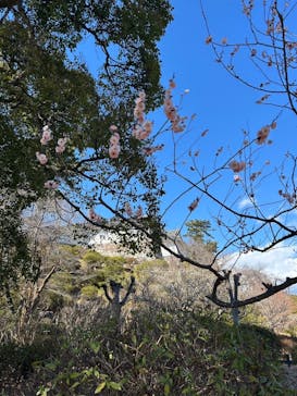 小田原城に投稿された画像（2025/2/25）