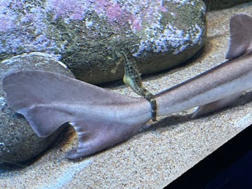 アクアワールド茨城県大洗水族館に投稿された画像（2025/2/25）