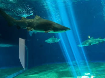 アクアワールド茨城県大洗水族館に投稿された画像（2025/2/25）