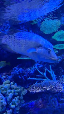 竹島水族館に投稿された画像（2025/2/25）