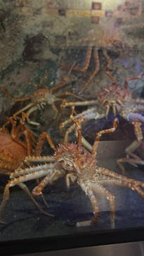 竹島水族館に投稿された画像（2025/2/25）