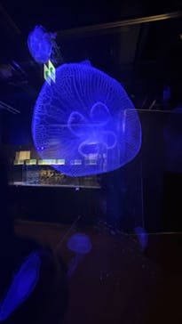 竹島水族館に投稿された画像（2025/2/25）