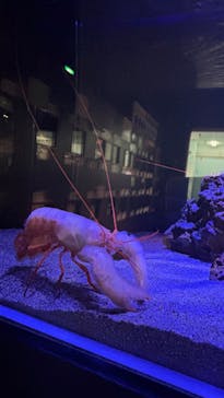 竹島水族館に投稿された画像（2025/2/25）