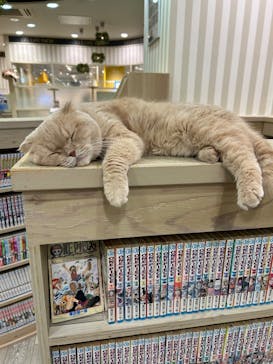 猫カフェモカ 京都河原町店に投稿された画像（2025/2/25）