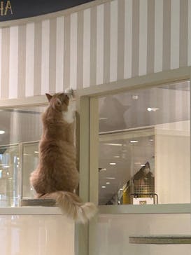 猫カフェモカ 京都河原町店に投稿された画像（2025/2/25）