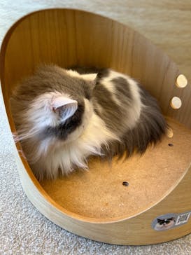 猫カフェモカ 京都河原町店に投稿された画像（2025/2/25）