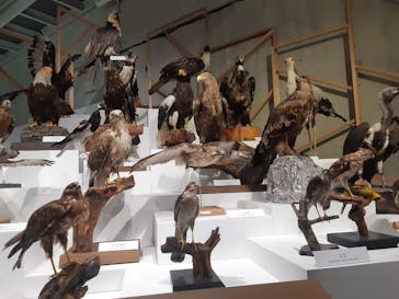 特別展「鳥 ～ゲノム解析が解き明かす新しい鳥類の系統～」国立科学博物館に投稿された画像（2025/2/25）