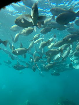 串本海中公園水族館に投稿された画像（2025/2/25）