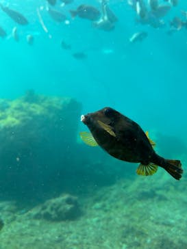串本海中公園水族館に投稿された画像（2025/2/25）