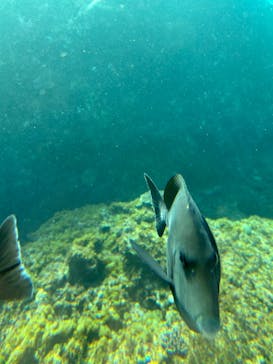 串本海中公園水族館に投稿された画像（2025/2/25）