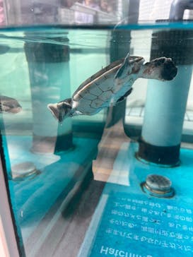 名古屋港水族館に投稿された画像（2025/2/26）