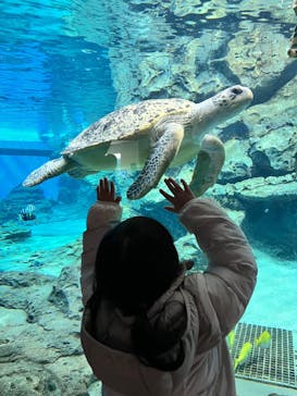 名古屋港水族館に投稿された画像（2025/2/26）