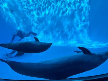 名古屋港水族館に投稿された画像（2025/2/26）