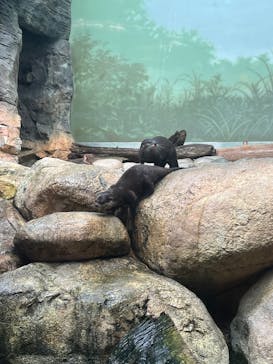 世界淡水魚園水族館　アクア・トトぎふに投稿された画像（2025/2/26）