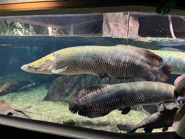 世界淡水魚園水族館　アクア・トトぎふに投稿された画像（2025/2/26）