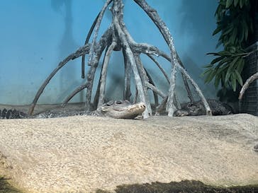 世界淡水魚園水族館　アクア・トトぎふに投稿された画像（2025/2/26）