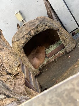 世界淡水魚園水族館　アクア・トトぎふに投稿された画像（2025/2/26）