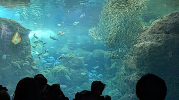 新江ノ島水族館に投稿された画像（2025/2/26）