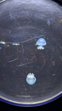 新江ノ島水族館に投稿された画像（2025/2/26）