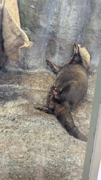 新江ノ島水族館に投稿された画像（2025/2/26）