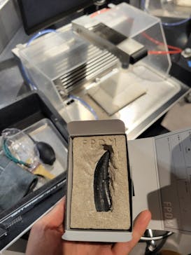 福井県立恐竜博物館に投稿された画像（2025/2/26）