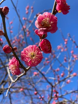 偕楽園本園に投稿された画像（2025/2/26）