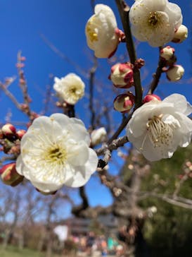 偕楽園本園に投稿された画像（2025/2/26）