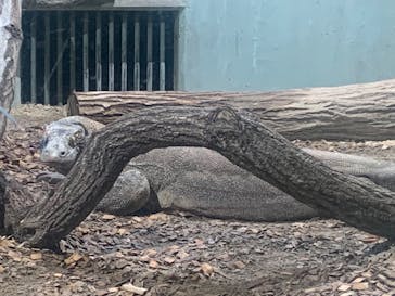 名古屋市東山動植物園に投稿された画像（2025/2/26）