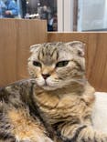 Cat Café MOFF イオンモール熊本店に投稿された画像（2025/2/26）