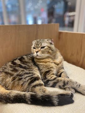 Cat Café MOFF イオンモール熊本店に投稿された画像（2025/2/26）