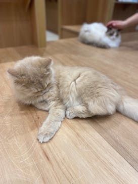 Cat Café MOFF イオンモール熊本店に投稿された画像（2025/2/26）