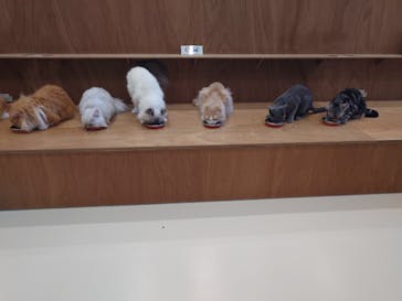 Cat Café MOFF イオンモールナゴヤドーム前店に投稿された画像（2025/2/26）