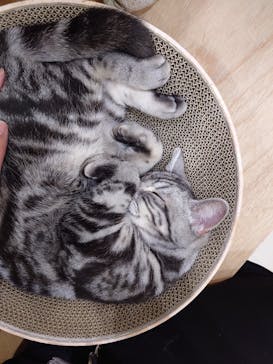 Cat Café MOFF イオンモールナゴヤドーム前店に投稿された画像（2025/2/26）