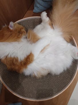 Cat Café MOFF イオンモールナゴヤドーム前店に投稿された画像（2025/2/26）