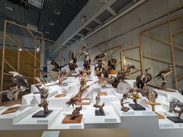 特別展「鳥 ～ゲノム解析が解き明かす新しい鳥類の系統～」国立科学博物館に投稿された画像（2025/2/26）